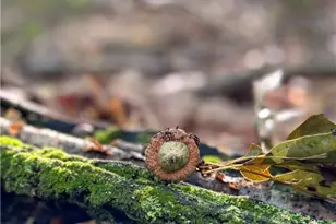 0 Matson Rd, Ligonier Township, PA 15658 - Photo 28