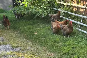 1496 Methodist Rd, Salem Township, PA 16125 - Photo 10