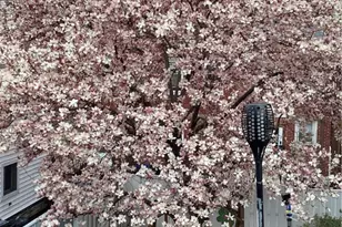 164 45th St, Pittsburgh, PA 15201 - Photo 46