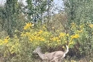 573 Chesnic Dr, North Strabane, PA 15317 - Photo 48