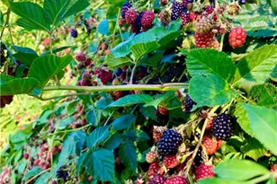 631 Meyers St, Confluence Boro, PA 15424 - Photo 14