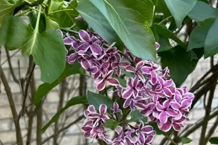 1301 Shinnecock Ct, Adams Township, PA 16046 - Photo 46