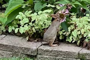 807 Cambridge Dr, Collier Township, PA 15142 - Photo 40