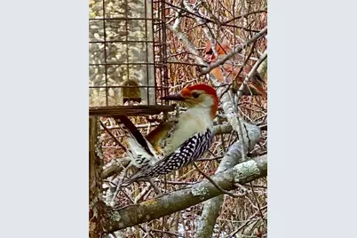 807 Cambridge Dr, Collier Township, PA 15142 - Photo 42