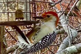 807 Cambridge Dr, Collier Township, PA 15142 - Photo 42