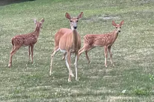 501 Nowrytown Rd, Conemaugh-Yough Townships, PA 15681 - Photo 50