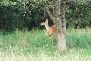 25 Linton Alley, East Bethlehem, PA 15333 - Photo 10