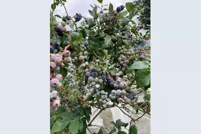 1055 Greentree Road, Green Tree, PA 15220 - Photo 4