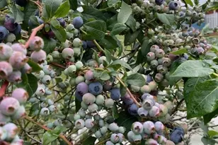 1055 Greentree Rd, Green Tree, PA 15220 - Photo 4