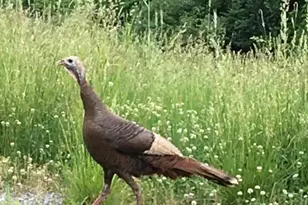 143 Chimney Ridge Rd, Other, PA 15522 - Photo 50