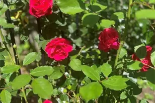 15 Watson St, Leet Township, PA 15143 - Photo 42