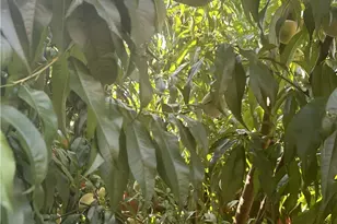 4739 Friendship Ave, Friendship Park, PA 15224 - Photo 40