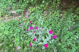 121 Shelbourne Dr, Moon/Crescent Twp, PA 15108 - Photo 8