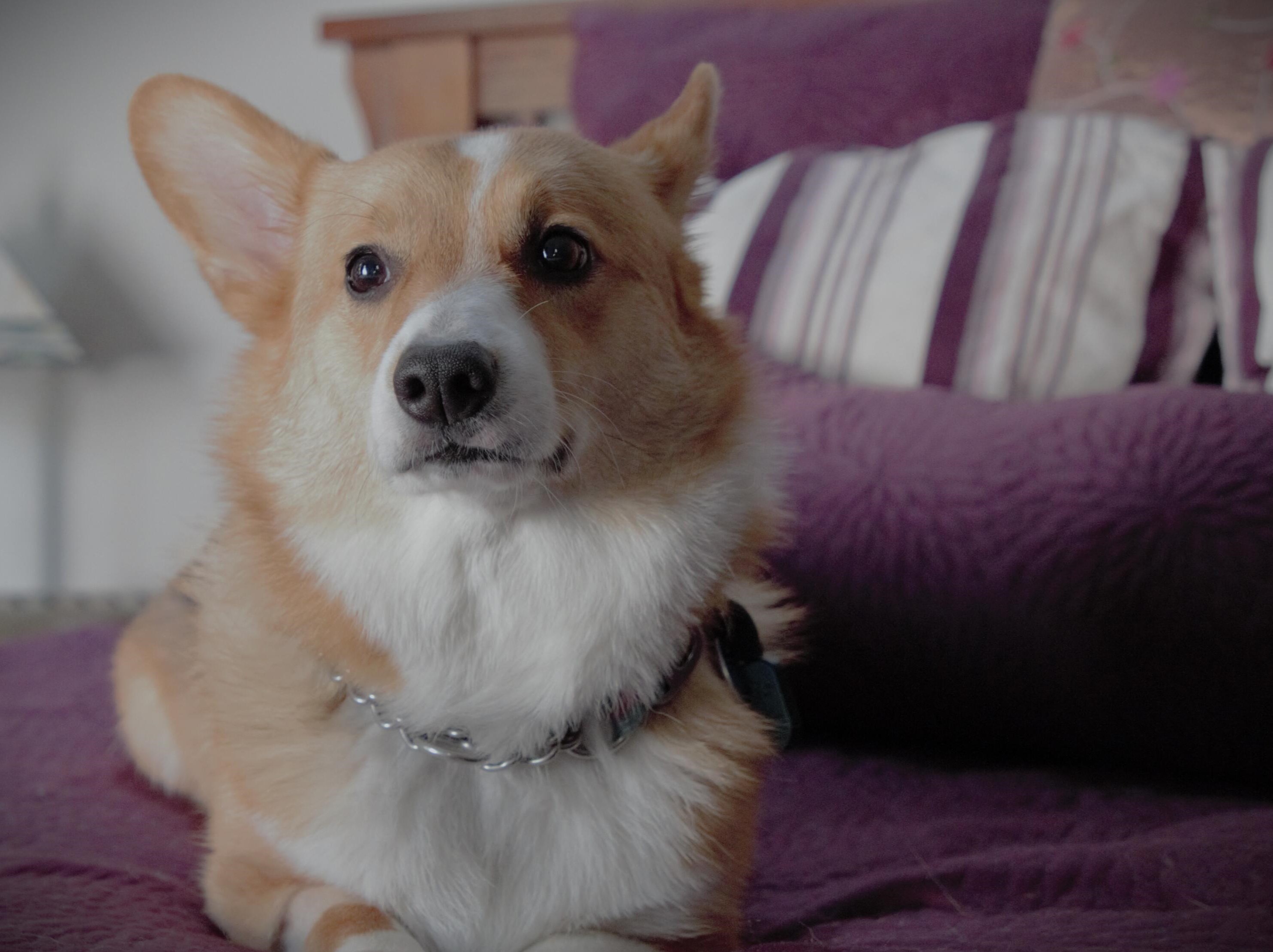 2287 Laurelwood Dr, Columbus OH 43229-9602 exterior