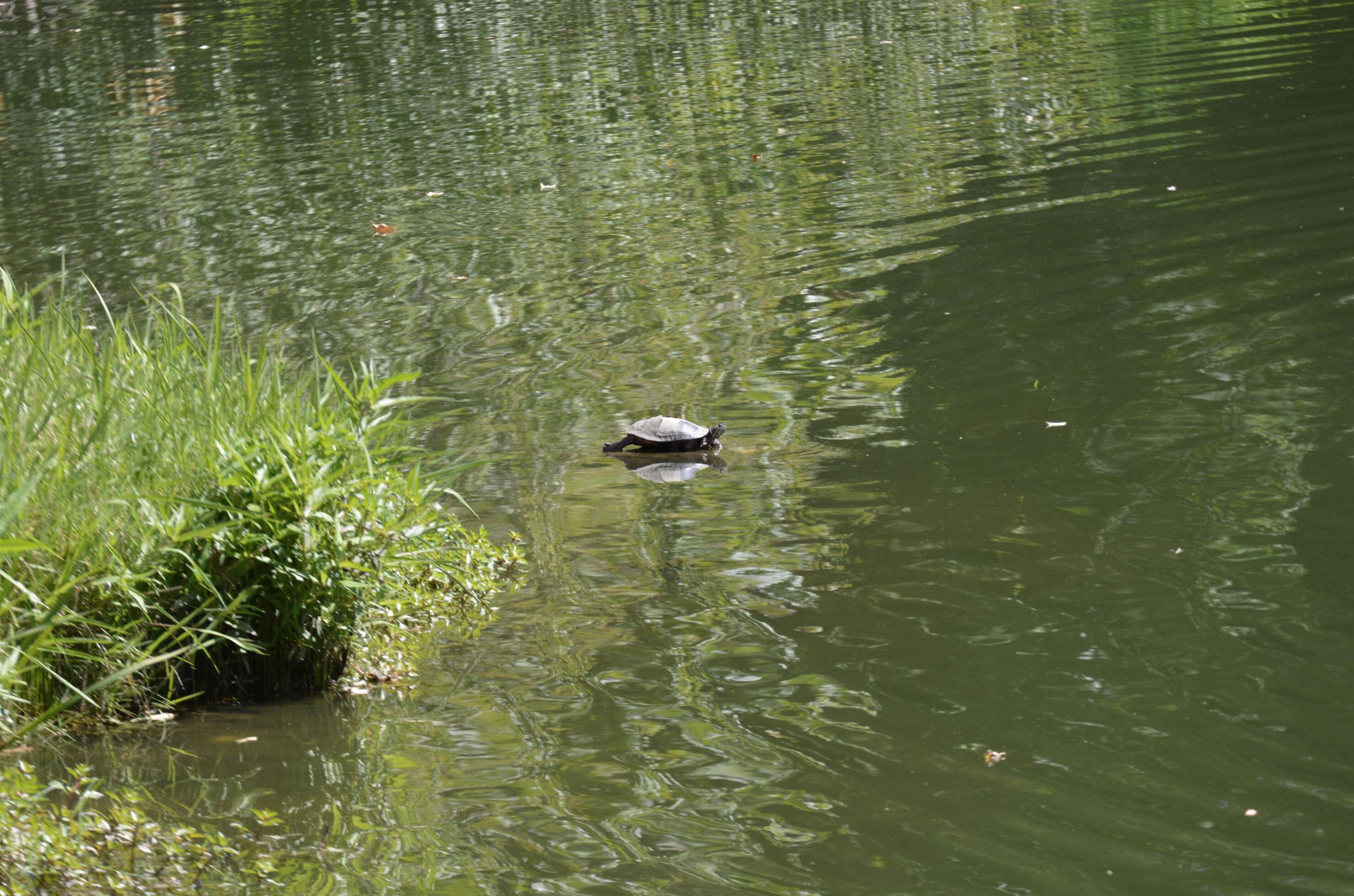 1203 Sanctuary Pl, Columbus OH 43230-8490 exterior