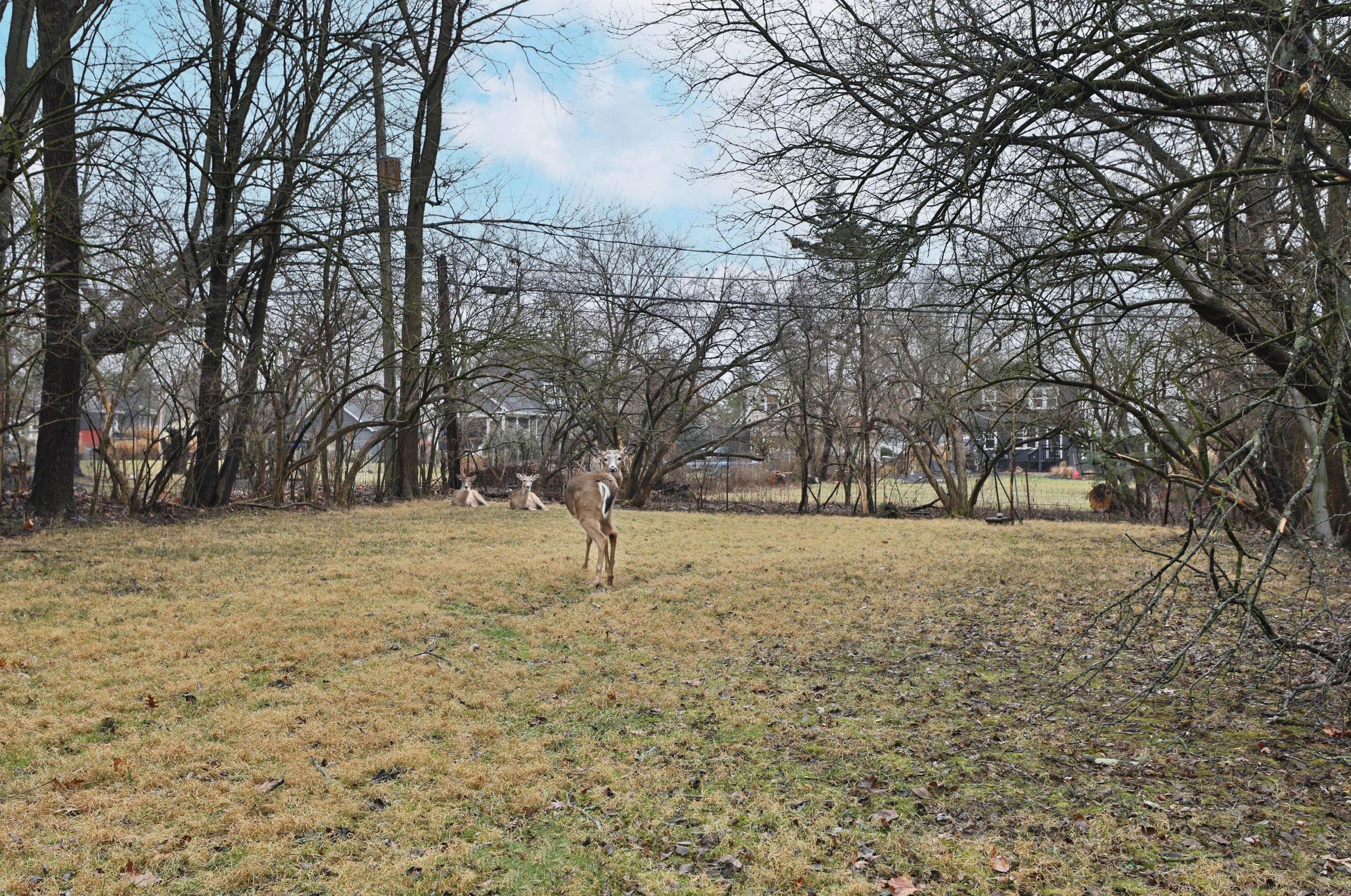 217 Canyon Dr, Columbus OH  43214-3105 exterior