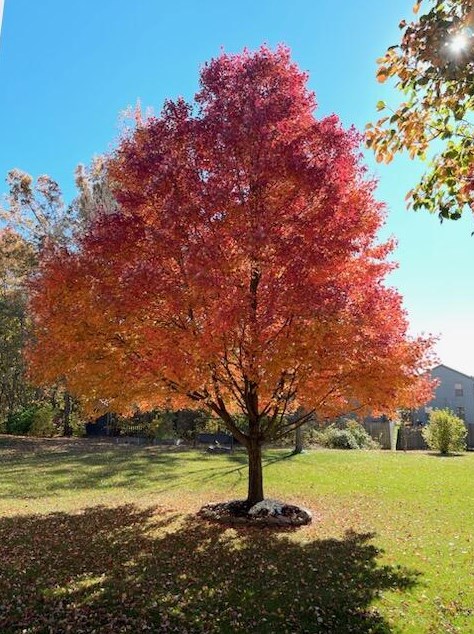 541 Sharar Field Dr, Blacklick OH  43004-9098 exterior