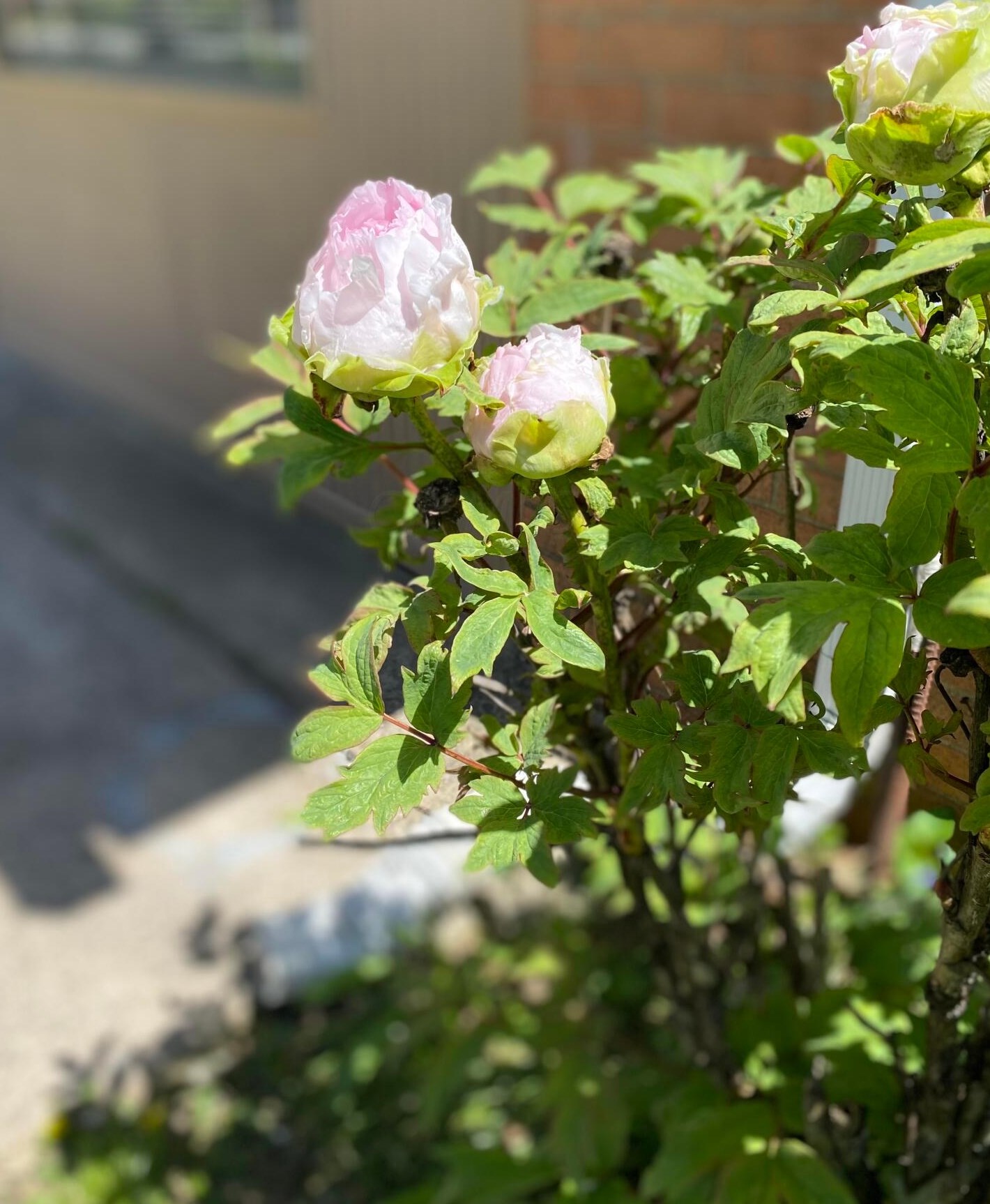 4326 Maize Rd, Columbus OH  43224-1952 exterior