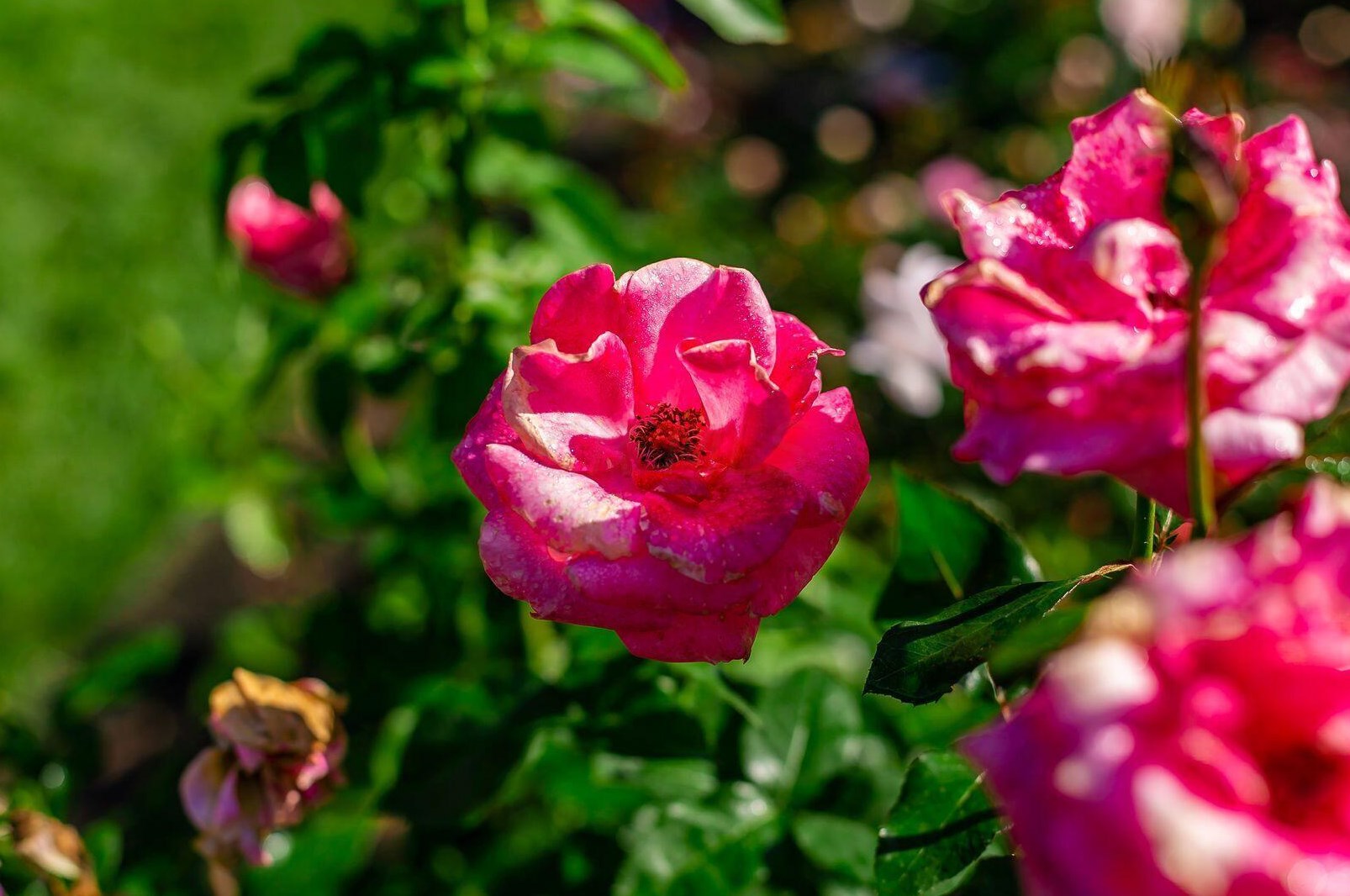 438 Mainsail Dr, Westerville OH  43081-2745 exterior