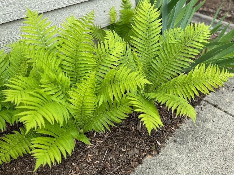 5551 Meadowood Ln, Westerville OH  43082-9463 exterior