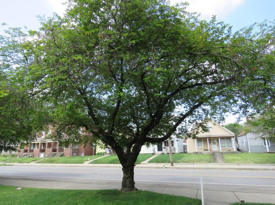 176 Hague Ave, Columbus OH 43204-1617 exterior