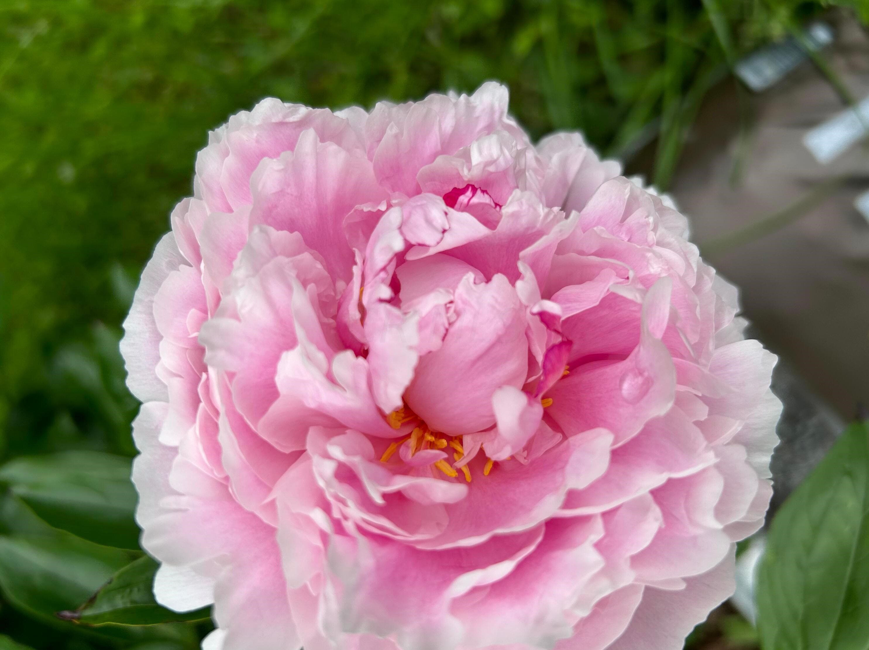 214 Dublin Granville Rd, Columbus OH 43085-3185 exterior