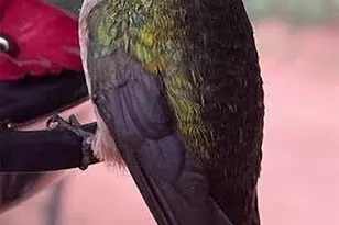 155 Squilchuk Trail, Woodland Park, CO 80863 - Photo 22