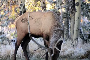 155 Squilchuk Trail, Woodland Park, CO 80863 - Photo 24