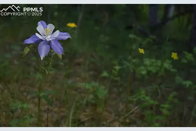 19 Ranch Road, Sedalia, CO 80135 - Photo 14