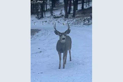 234 Wasatch Lane, Florissant, CO 80816 - Photo 40