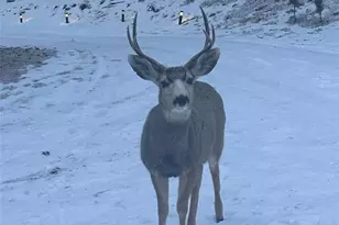 234 Wasatch Ln, Florissant, CO 80816 - Photo 40
