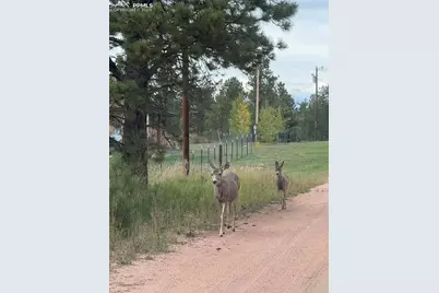 234 Wasatch Lane, Florissant, CO 80816 - Photo 42