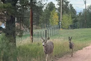 234 Wasatch Ln, Florissant, CO 80816 - Photo 42