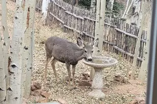 325 Willow Rd, Divide, CO 80814 - Photo 44