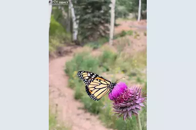 325 Willow Road, Divide, CO 80814 - Photo 40