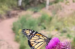 325 Willow Rd, Divide, CO 80814 - Photo 40