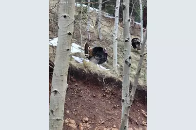 325 Willow Road, Divide, CO 80814 - Photo 38