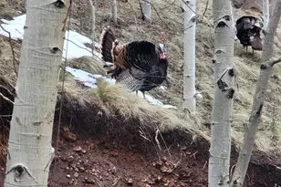 325 Willow Rd, Divide, CO 80814 - Photo 38