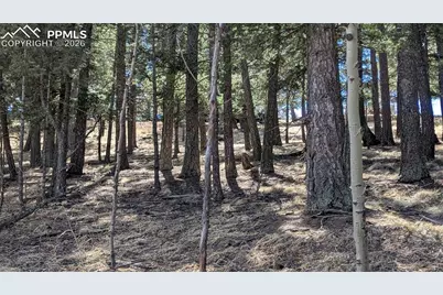 924 Will Scarlet Drive, Divide, CO 80814 - Photo 2