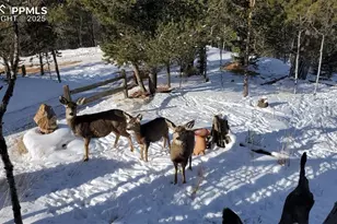 47 Aspen Rd, Woodland Park, CO 80863 - Photo 36