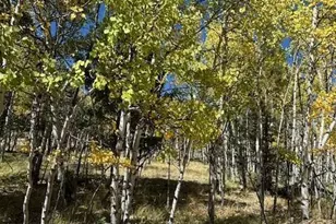 135 Powderhorn Ln, Lake George, CO 80827 - Photo 1