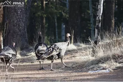 748 Pinewood Road, Florissant, CO 80816 - Photo 16
