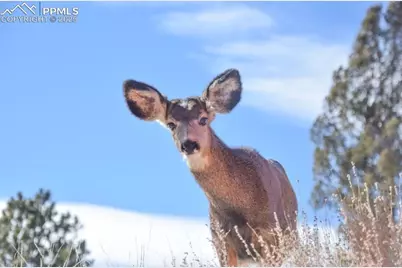 79 Beaver Creek Circle, Florissant, CO 80816 - Photo 30