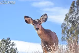 79 Beaver Creek Cir, Florissant, CO 80816 - Photo 30