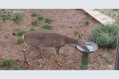 725 Lancers Court, Monument, CO 80132 - Photo 42