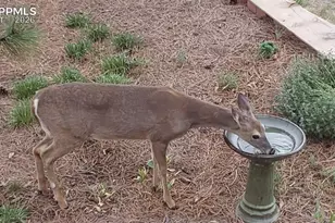 725 Lancers Ct, Monument, CO 80132 - Photo 42