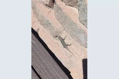 350 Brooks Lane, Woodland Park, CO 80863 - Photo 42