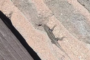 350 Brooks Ln, Woodland Park, CO 80863 - Photo 42