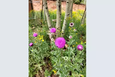 325 Willow Road, Divide, CO 80814 - Photo 40