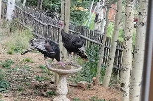 325 Willow Rd, Divide, CO 80814 - Photo 36